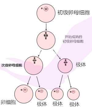 大连哪里能做代孕,为您打造全新的生育经历